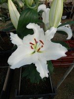 [4301 Queensland DJ No02.JPG]